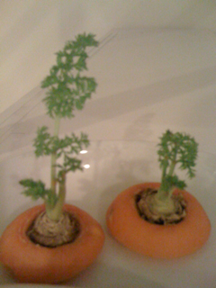 image-20110523193105.png