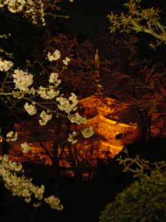 大好きな三井寺の桜です。